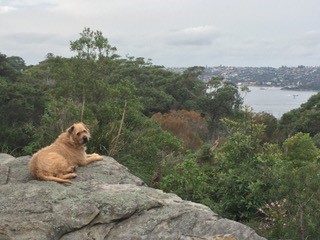 Buffalo-22months-old1.jpg